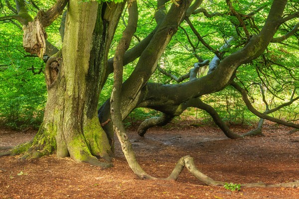 Huge overgrown beech