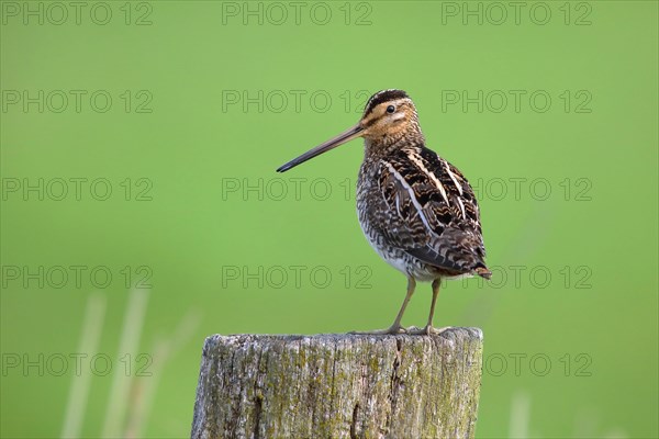 Common Common snipe