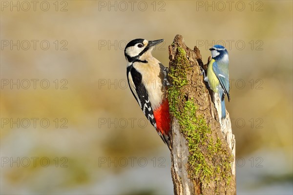 Great spotted woodpecker