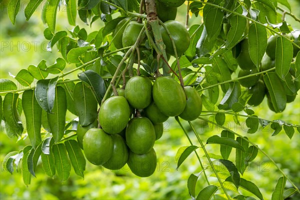 Hog Plum