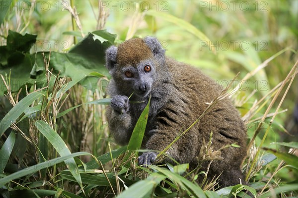 Lac Alaotra bamboo lemur