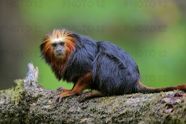 Golden-headed lion tamarin