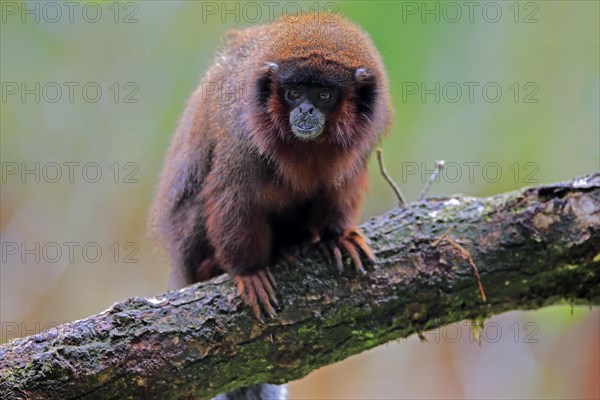 Red spring monkey