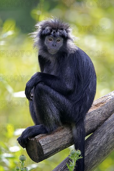 Javan lutung