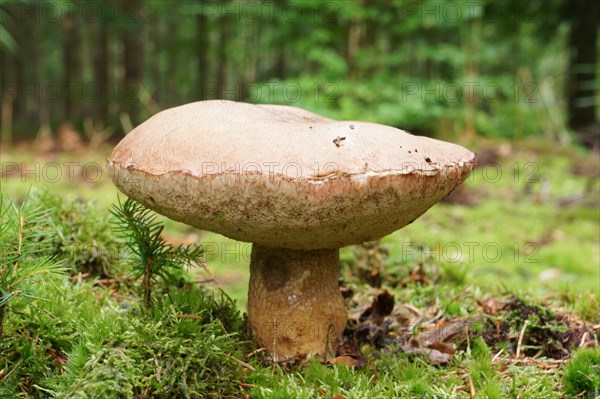 Bitter bolete