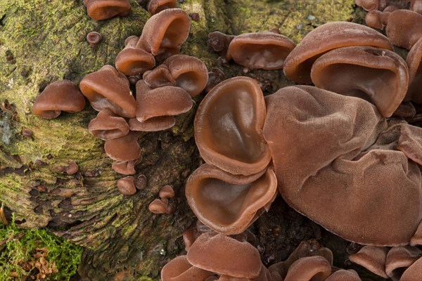 Auricularia auricula-judae