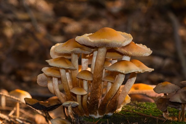 Conifer tuft