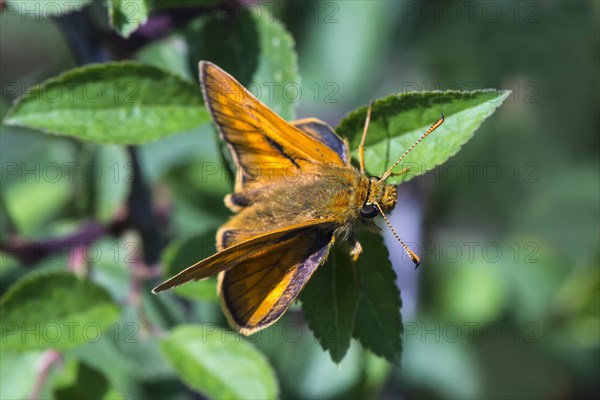 Essex skipper