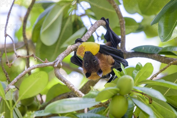 Indian Flying Fox