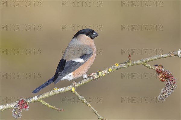 Eurasian bullfinch