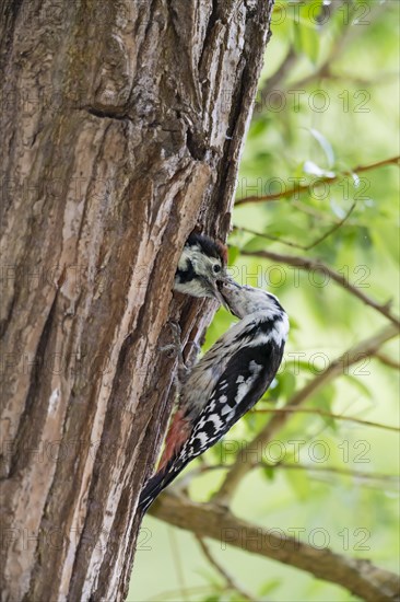 Middle spotted woodpecker