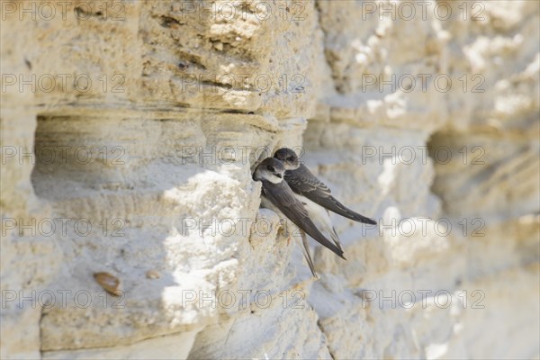 Sand Martin