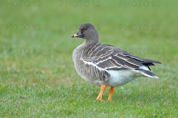 Bean Goose