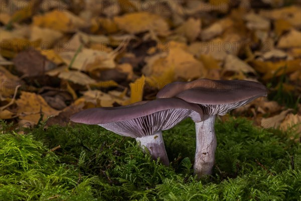 Wood blewit