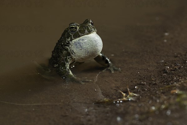 European green toad