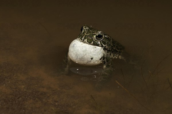 European green toad