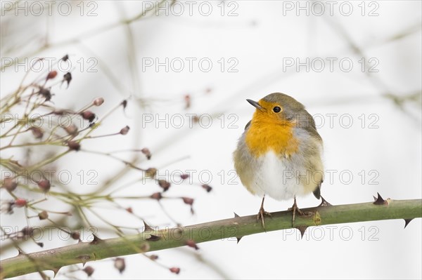 European robin