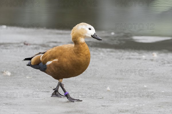 Ruddy shelduck