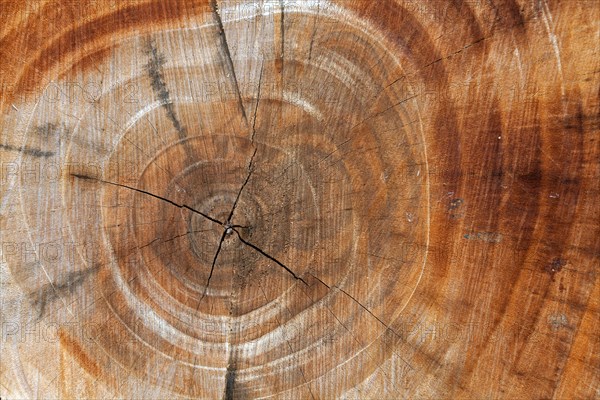 Tree slice with cracks in the wood