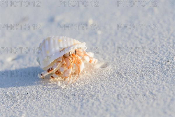 Common hermit crab