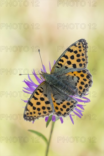 Queen of Spain fritillary butterfly