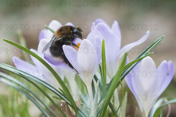 Tree Bumblebee