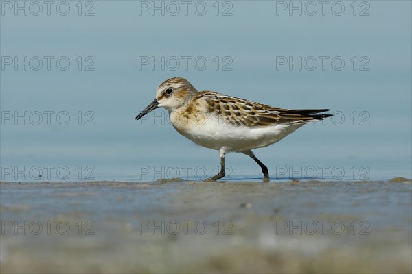 Little stint