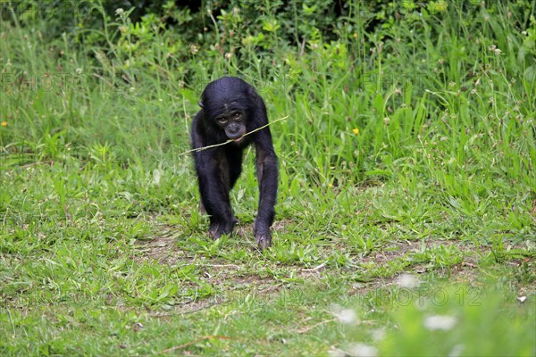 Bonobo