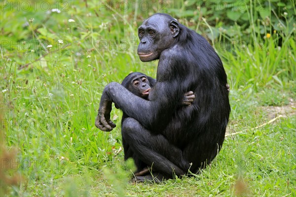 Bonobo