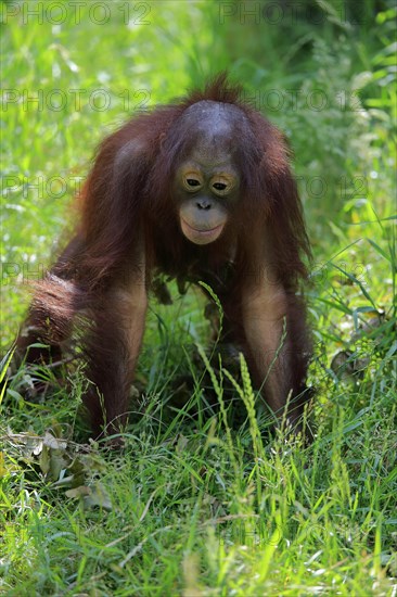 Borneo Orang Utan