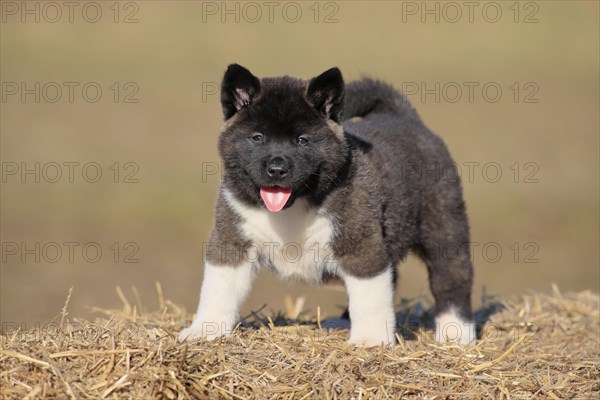 American Akita puppy