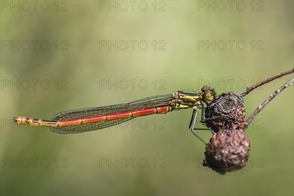 Large red damselfly