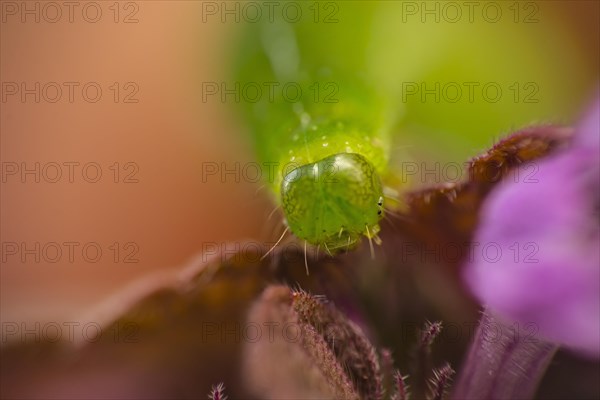 Caterpillar on purple deadnettle