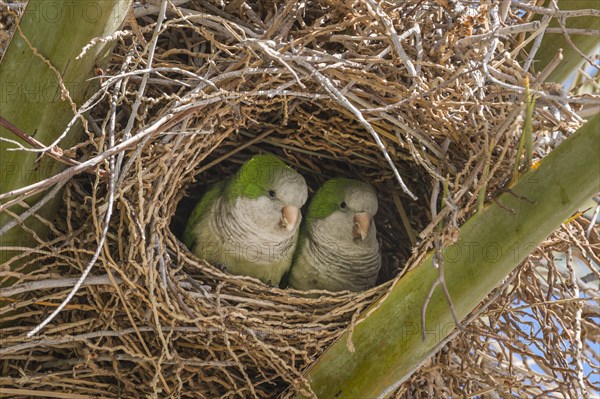 Monk Parakeet