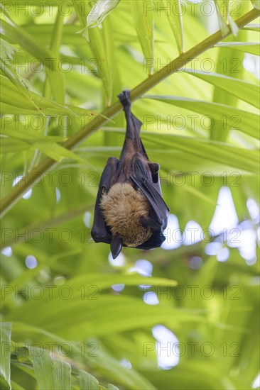 Indian Flying Fox