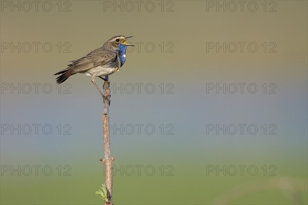 Bluethroat