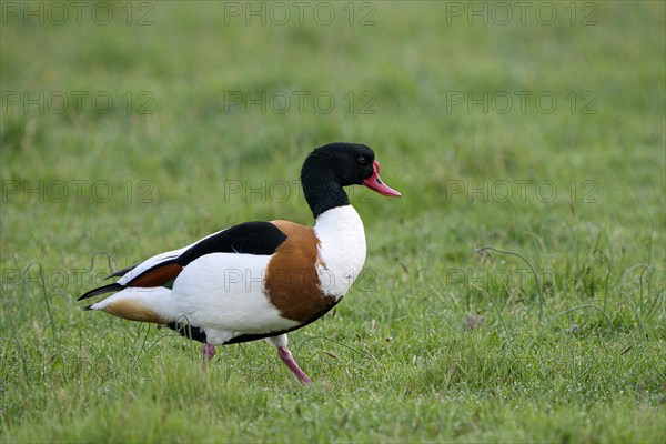 Common shelduck