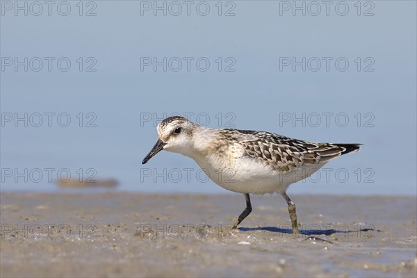 Sanderling