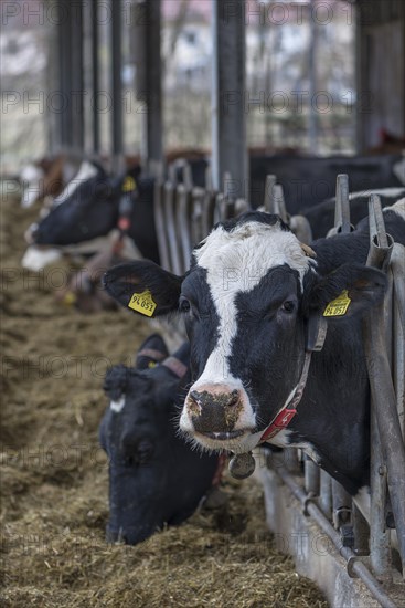 Holstein cows at the feeding fence in an open cowshed