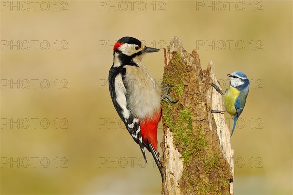 Great spotted woodpecker