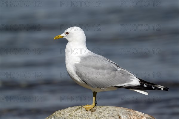 Common gull