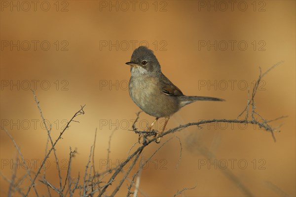 Spectacled warbler