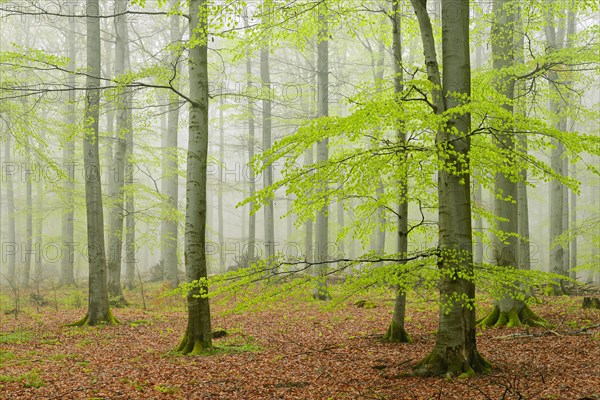 Beech forest with fog in early spring