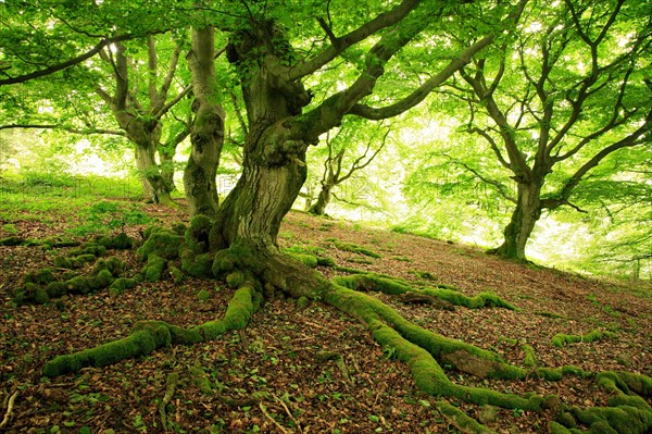 Gnarled old beeches in spring