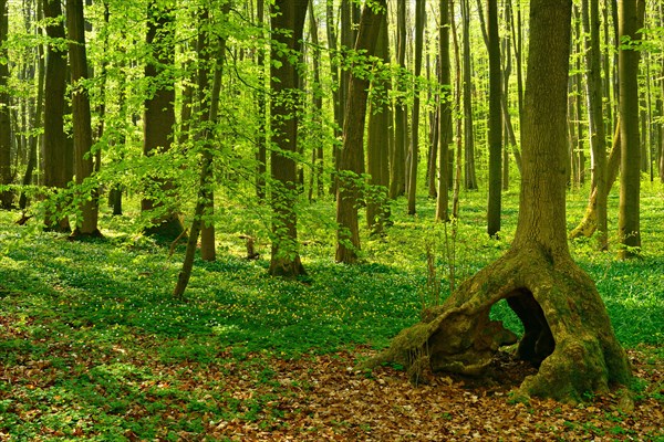 Sunny untouched natural beech forest in spring with stilt tree