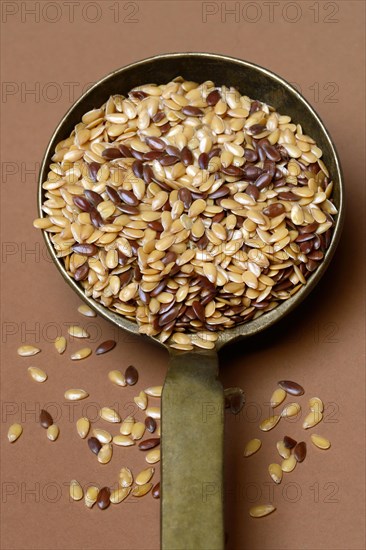 Yellow and brown linseed in trowel