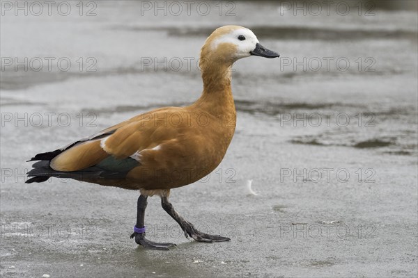 Ruddy shelduck