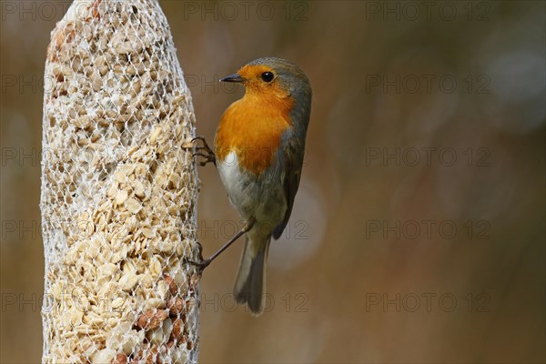 European robin