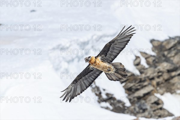 Bearded vulture