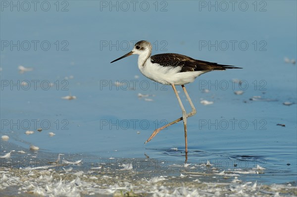 Black-winged Black-winged Stilt